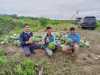Kisah Petani Muda dari Kuansing, Sukses Meraih Rezeki dari Menanam Semangka